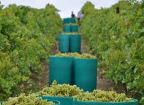 Biddenden Vineyard grape harvest