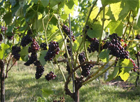 Grapes at Hush Heath Winery