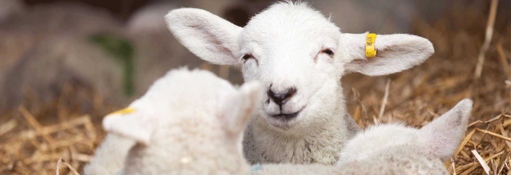 Come along and meet the lambs at Kent Life Heritage Farm Park. This is alway popular, as are the chicks and all the newborns.